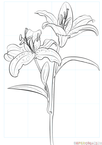 404x575 How To Draw Tiger Lily Drawing Tiger Drawing, Lilies Drawing - Lily Outline Drawing