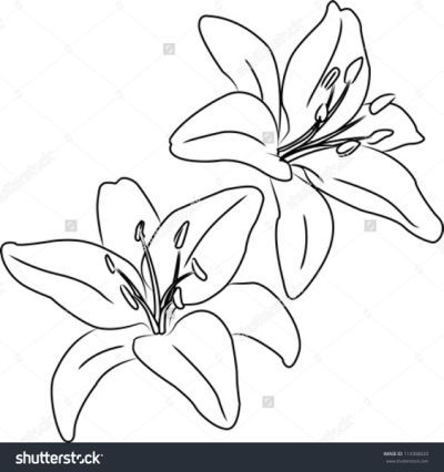 400x426 Lily Flower Drawing How To Draw Colored Pencil Flowers - Lily Outline Drawing