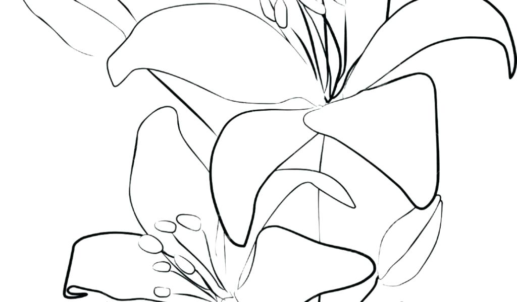 1024x600 lily flower drawing realistic stargazer lily drawing stargazer - Lily Outline Drawing