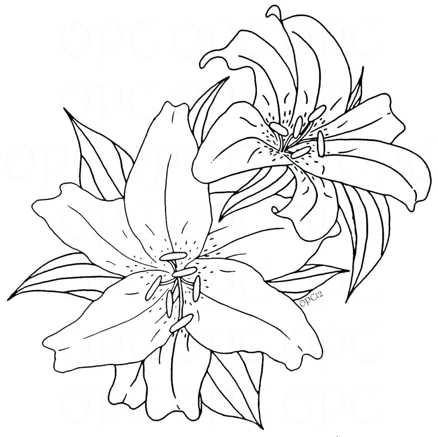 878x875 lily pad outline frog lily pad tattoo designs frog on lily pad - Li...