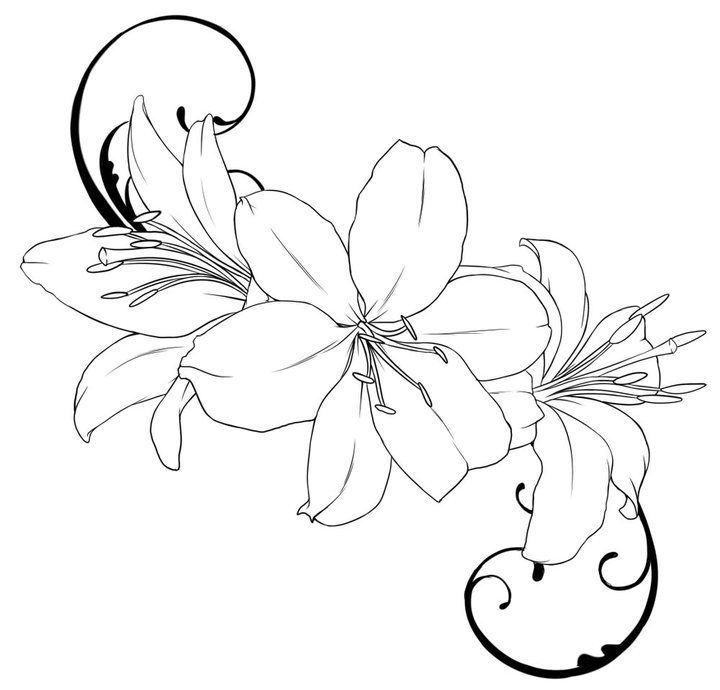 720x690 lily tattoo outline drawings tattoos piercings tattoo - Lily Outline Drawing