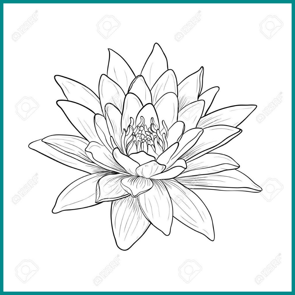 1024x1024 Pretty Inspiration Water Lily Outline Drawing At Getdrawings Com - Lily Outline Drawing