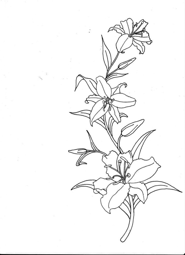 762x1048 Tiger Lily Drawing Outline Dfiles - Lily Outline Drawing