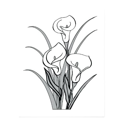 512x512 Lily Flower Outline - Lily Outline Drawing