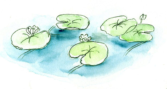 710x381 How To Draw And Paint Lovely Lily Pads - Lily Pad Drawing