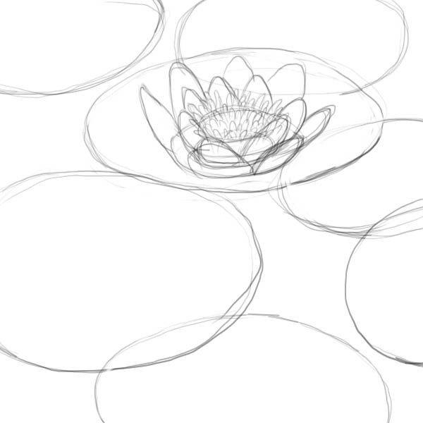 600x600 How To Draw A Lily Pad - Lily Pad Drawing