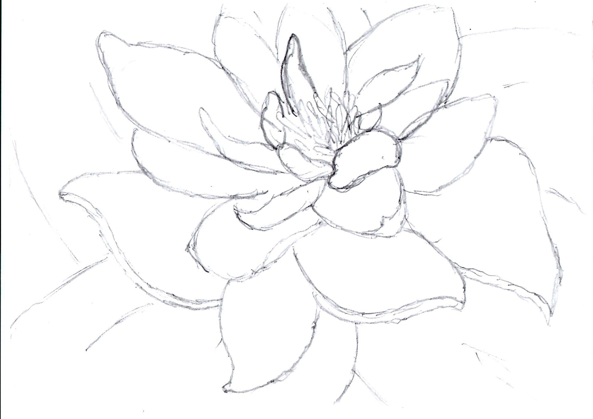 1973x1394 How To Draw Lily Pad Flower - Lily Pad Drawing