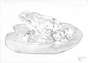 300x215 Lily Pad Drawings Fine Art America - Lily Pad Drawing