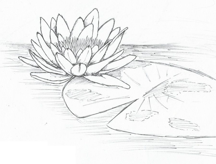 Lily Pad Drawing at PaintingValley.com | Explore collection of Lily Pad ...