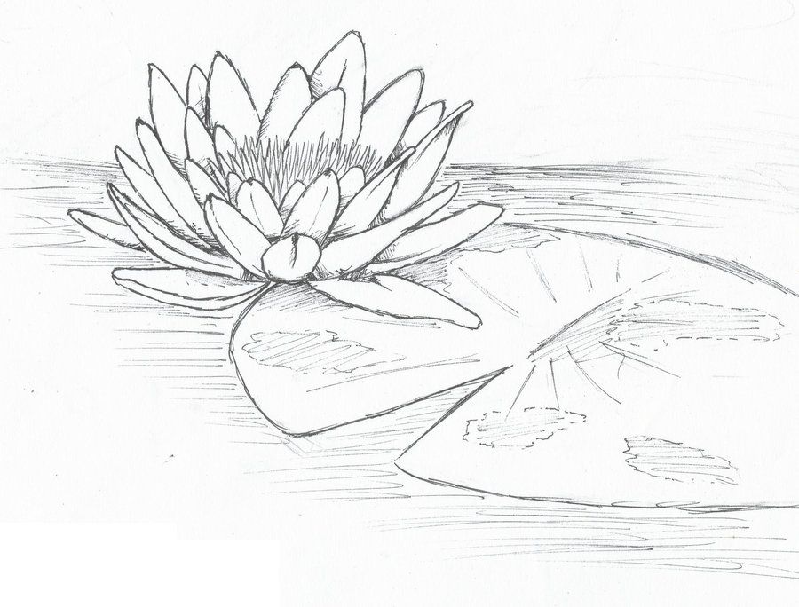 Lily Pad Drawing at PaintingValleycom Explore