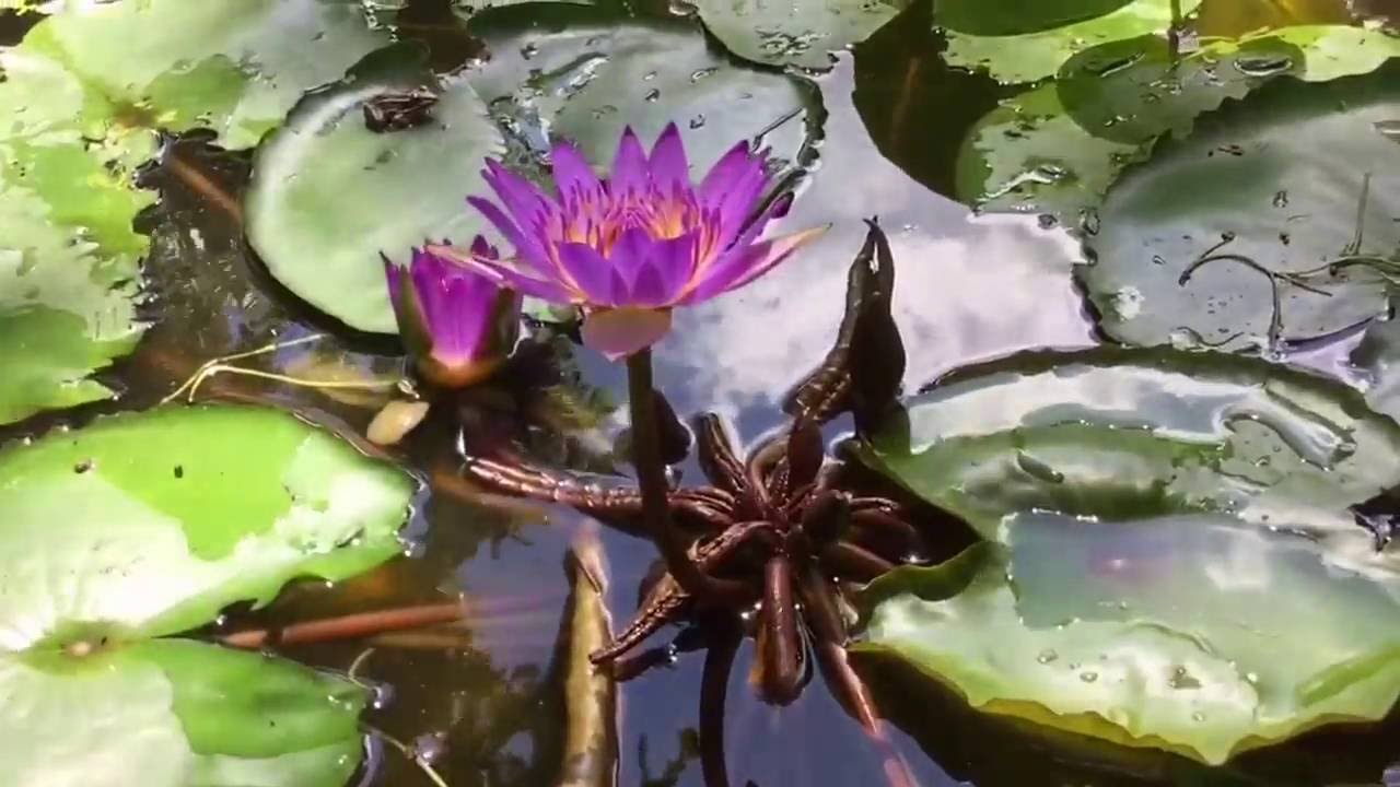 1280x720 Observing Nature Drawing A Frog On A Lily Pad - Lily Pad Drawing