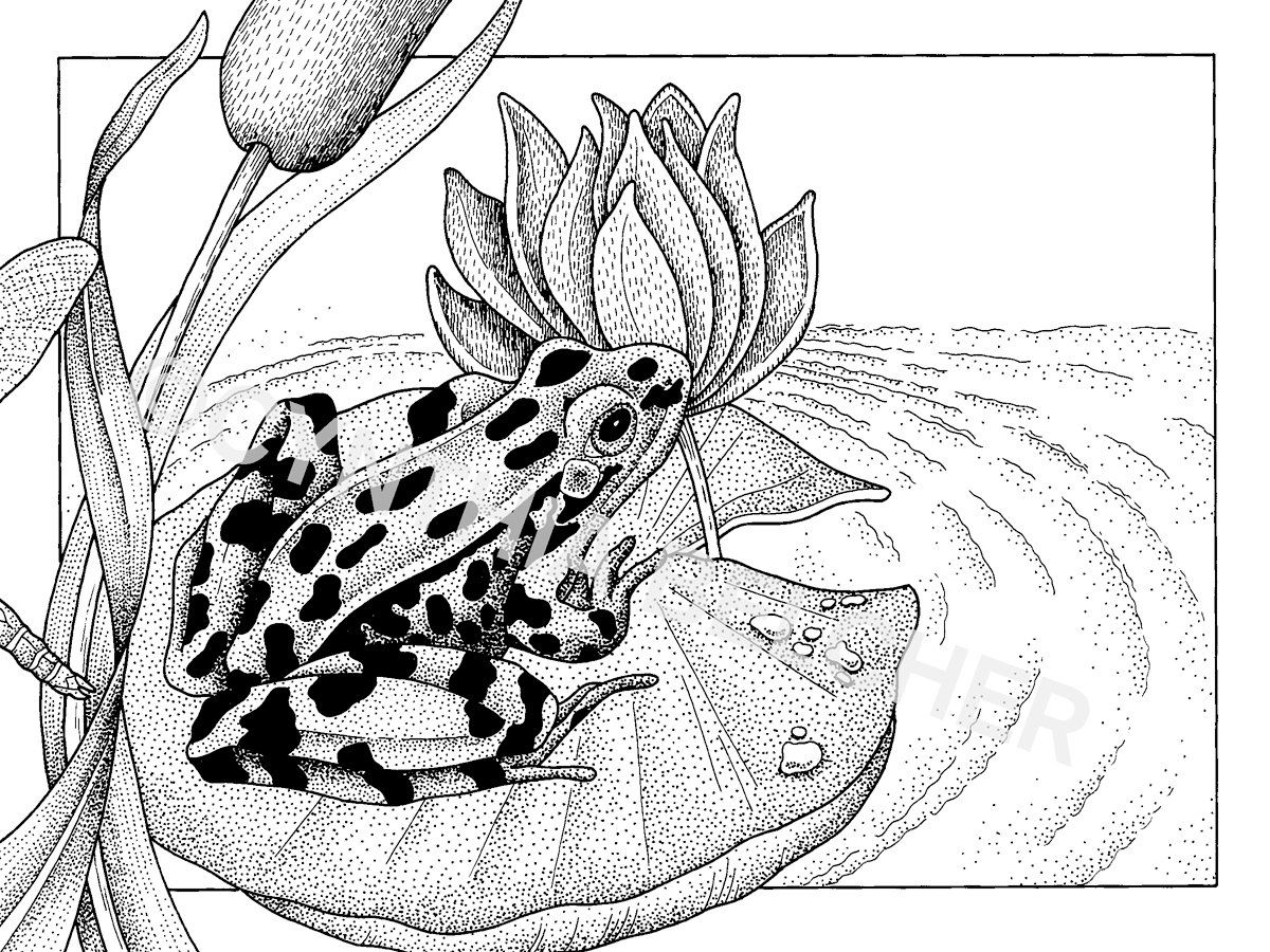 1200x900 Pen And Ink Drawing Of A Leopard Frog On Lily Pad, Print Signed - Lily Pad Drawing