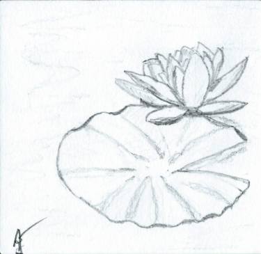 375x365 Floating Drawing - Lily Pad Drawing