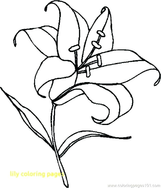 650x758 Lily Coloring Pages Fresh Lily Pad Flower Drawing At Getdrawings - Lily Pad Flower Drawing