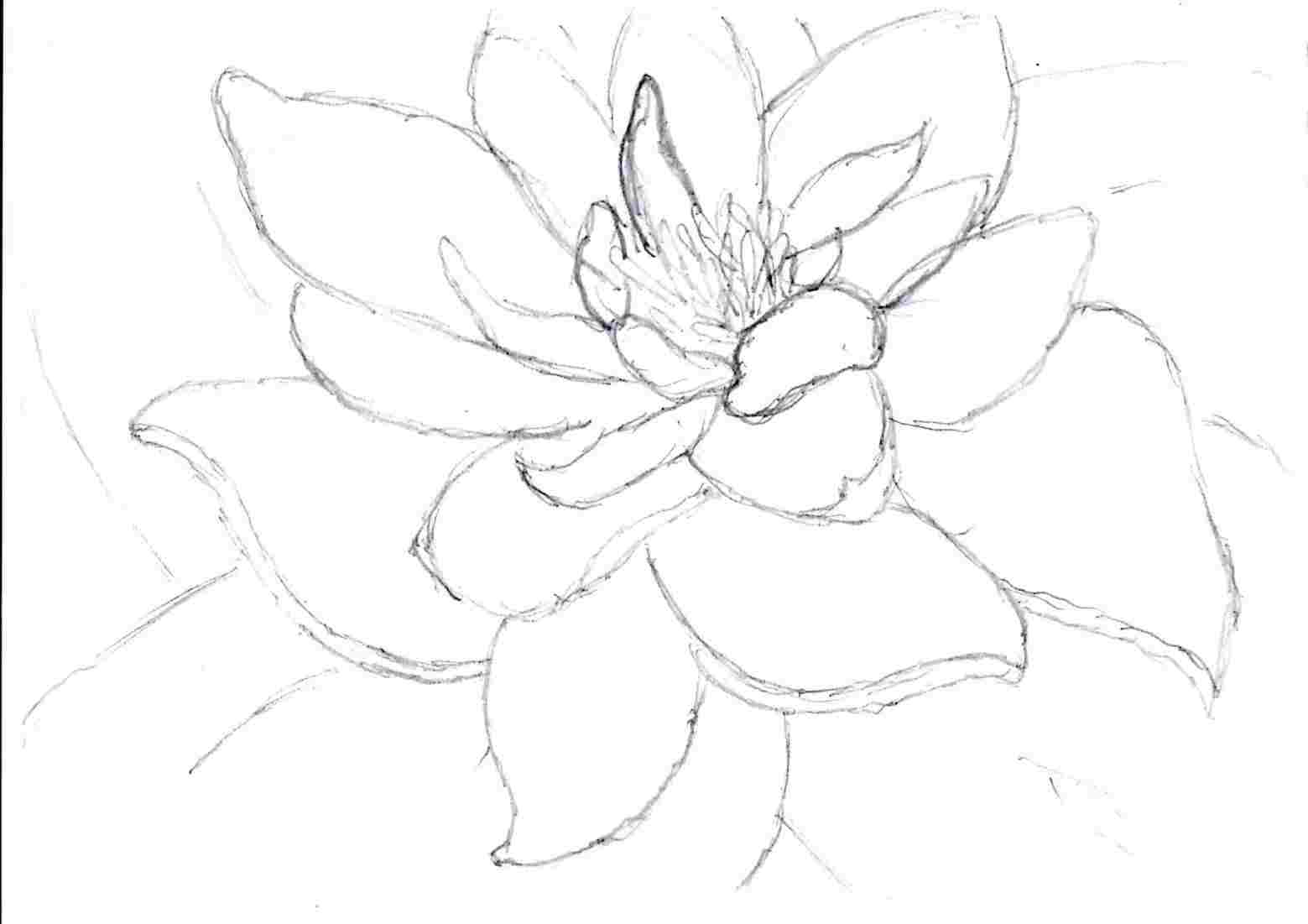 1559x1101 Lily Lily Pad Flower Drawing Easy Drawing At Getdrawingscom Free - Lily Pad Flower Drawing