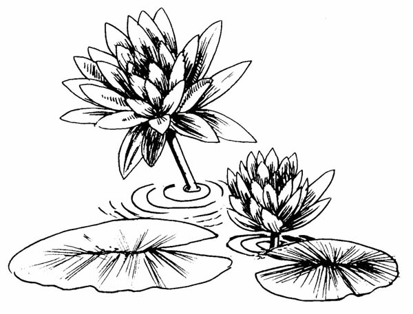600x457 Lily Pad Clipart Flower Drawing - Lily Pad Flower Drawing
