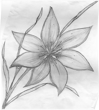 Lily Pad Flower Drawing at PaintingValley.com | Explore collection of ...