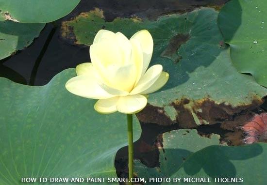 550x382 Lily Pad Flowers How To Draw A Formals Piximix - Lily Pad Flower Drawing