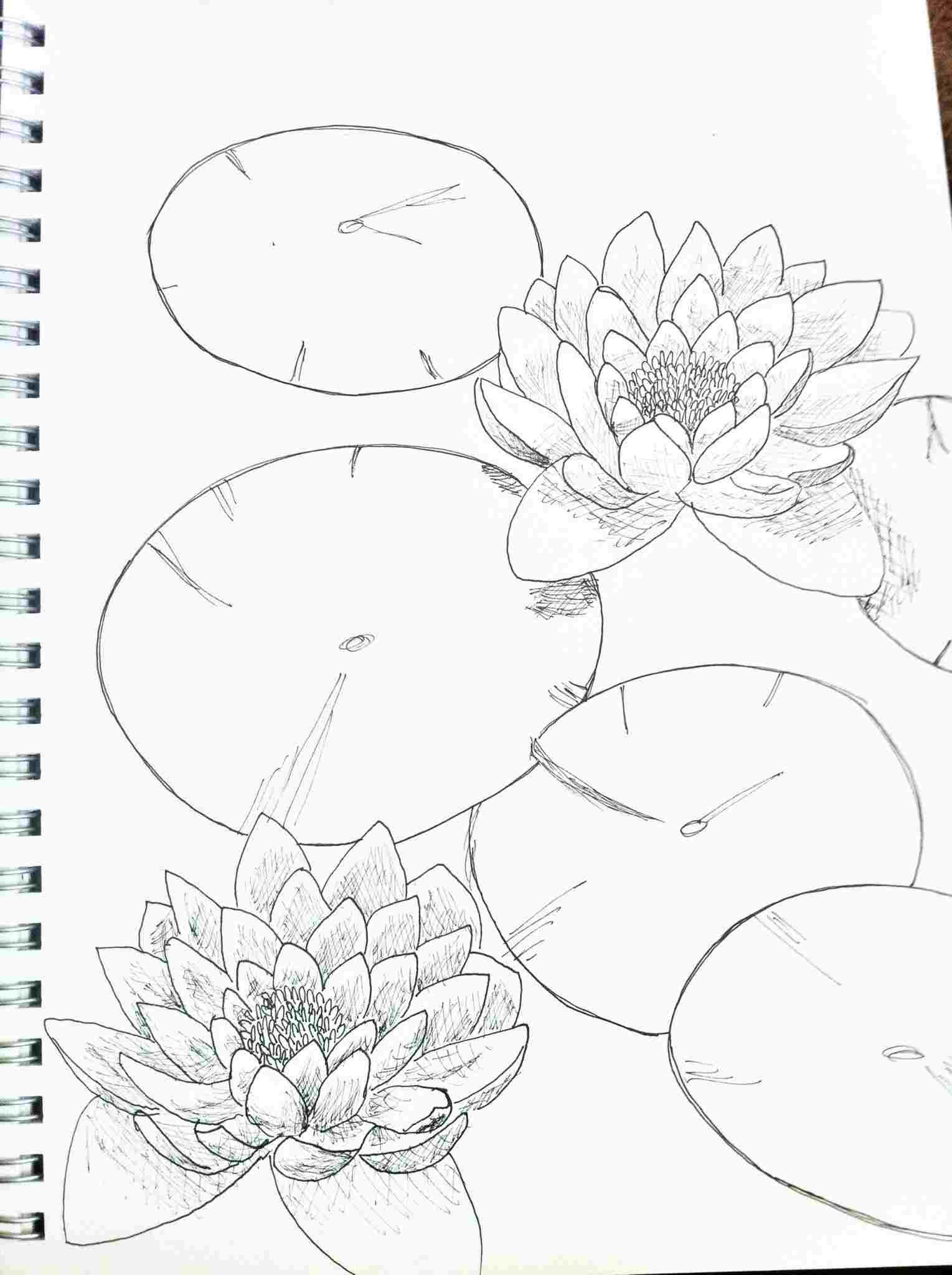 Lily Pad Flower Drawing at Explore collection of