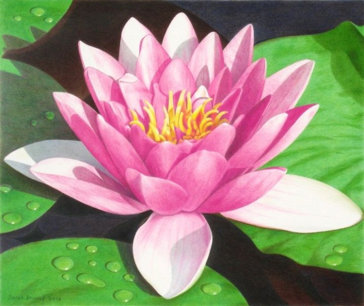 716x601 What Color Are Lily Pad Flowers Flower Nifty - Lily Pad Flower Drawing