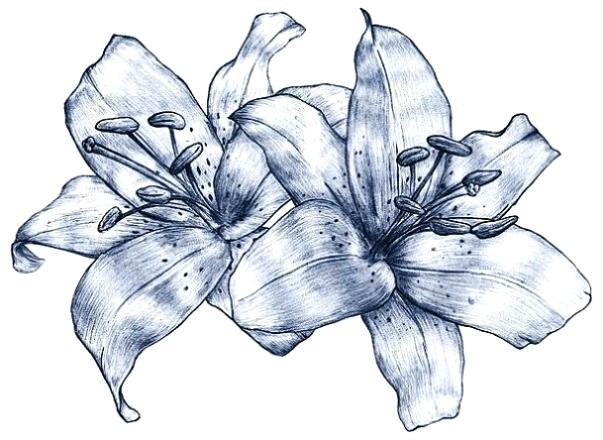 603x440 Flower Drawing Lily Pad - Lily Pad Flower Drawing