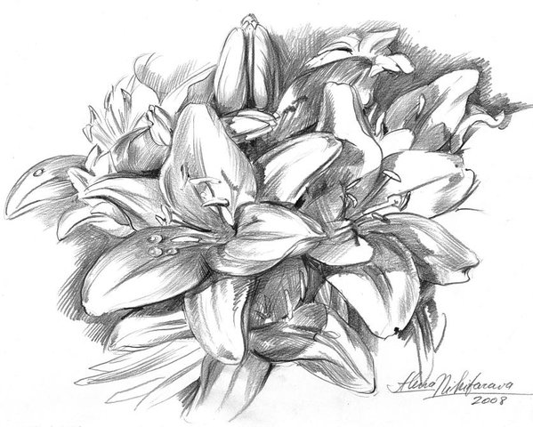 599x480 conte pencil sketch of lilies poster - Lily Pencil Drawing