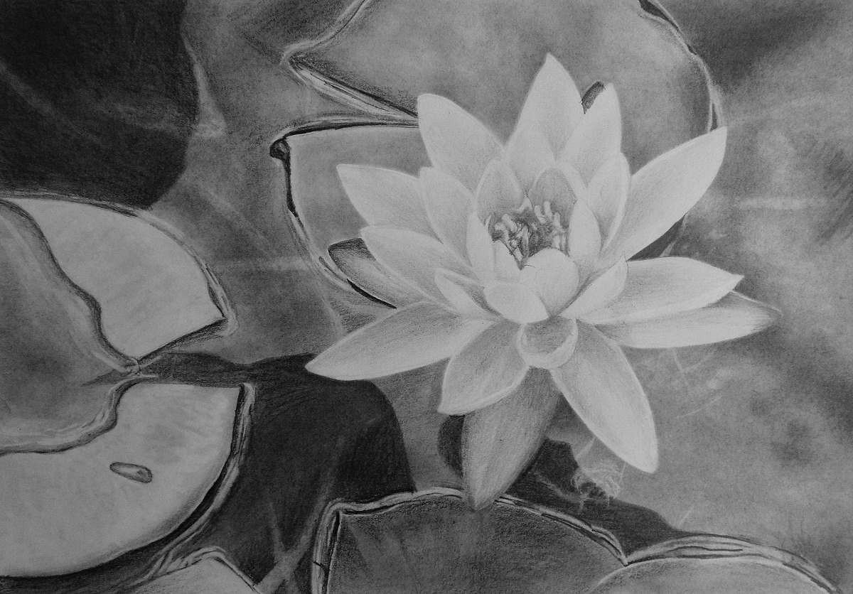 1200x836 How To Draw A Water Lily Online Art Lessons - Lily Pencil Drawing