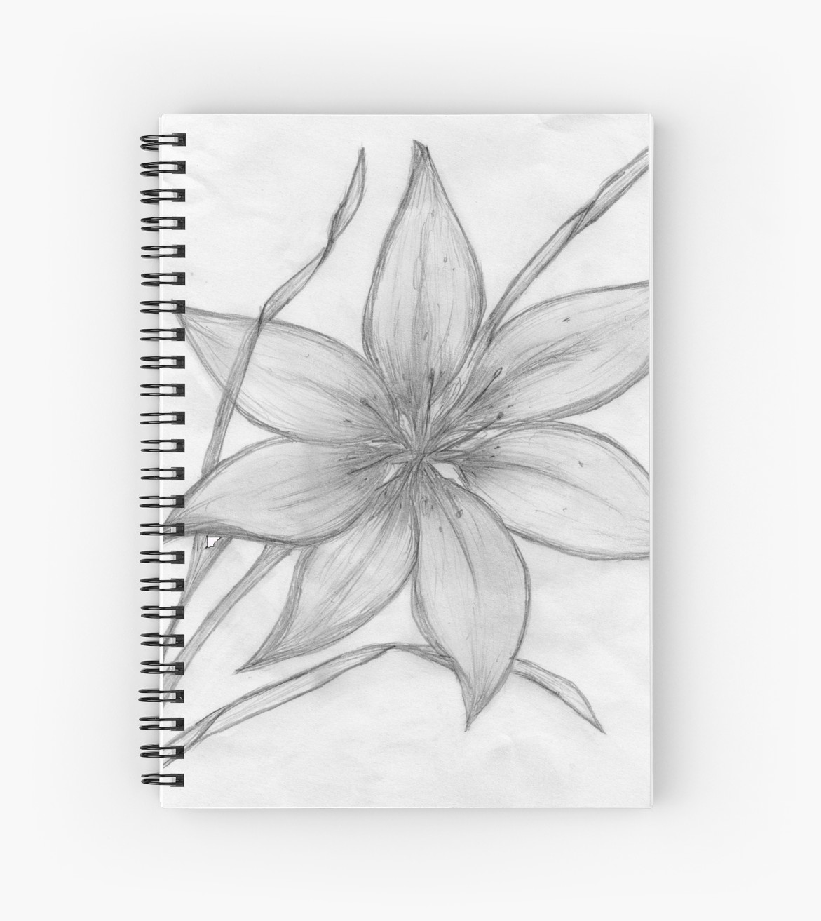 Lily Pencil Drawing at PaintingValley.com Explore 