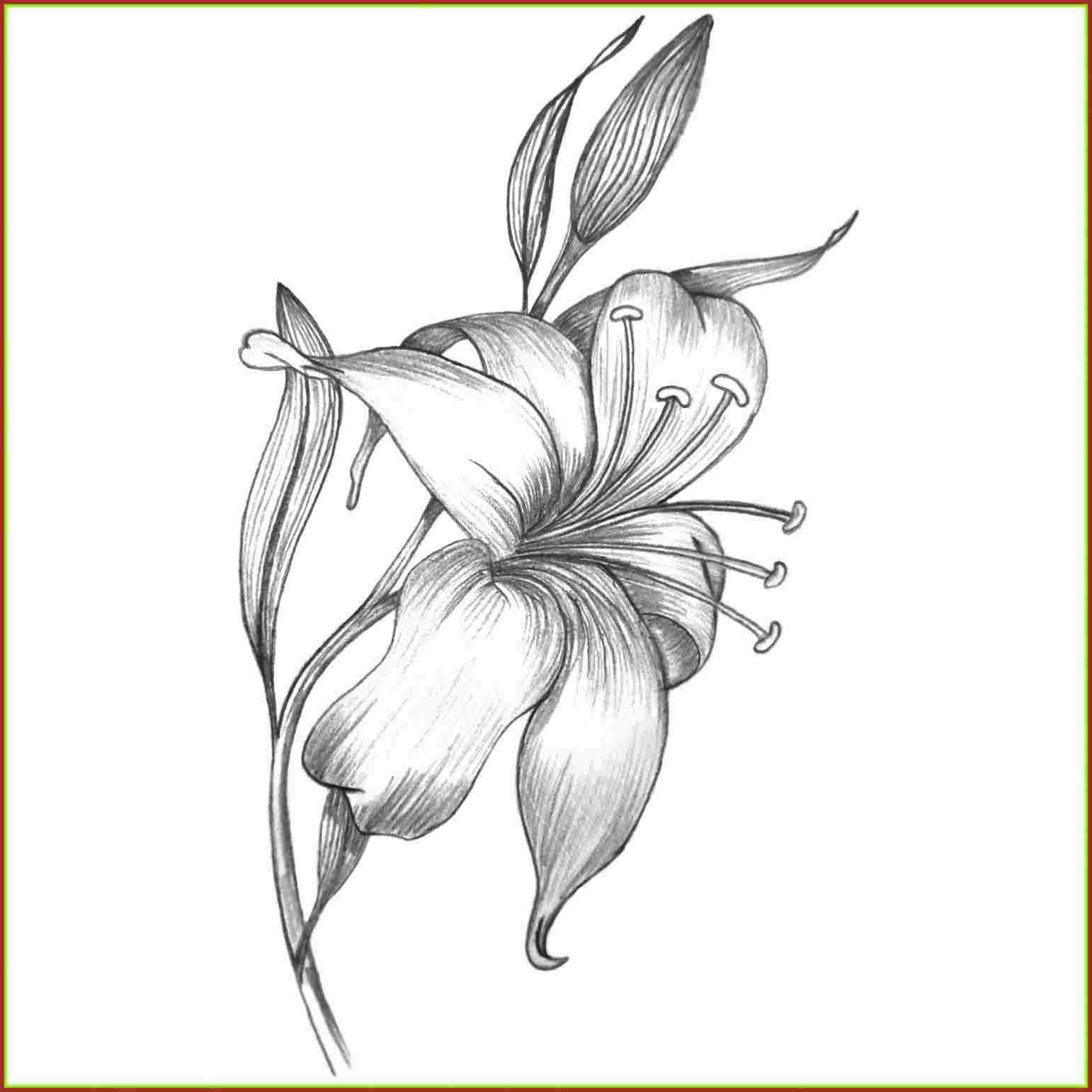 1542x1542 Lily Flower Pencil Drawing - Lily Pencil Drawing