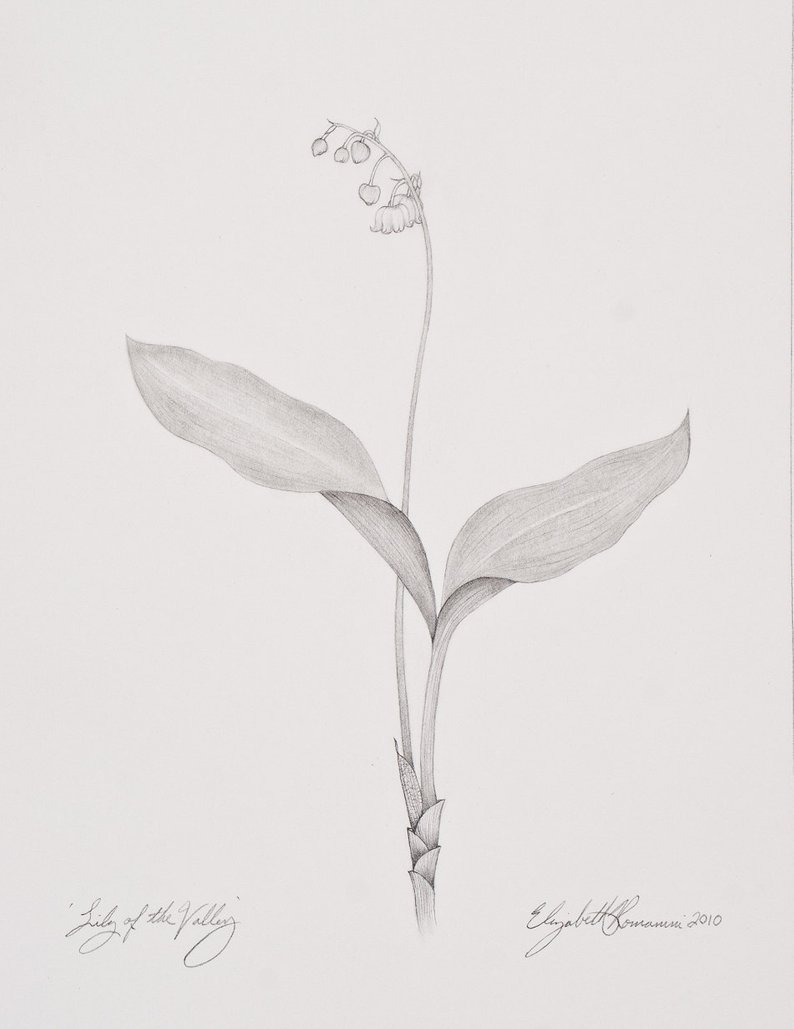 794x1029 Lily Of The Valley Original Pencil Drawing Etsy - Lily Pencil Drawing