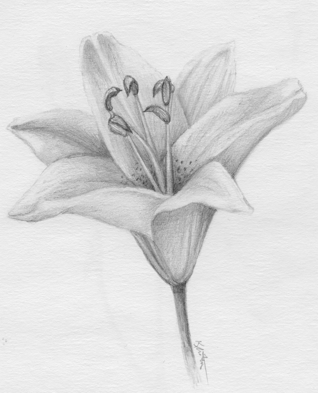 Lily Pencil Drawing at Explore collection of Lily