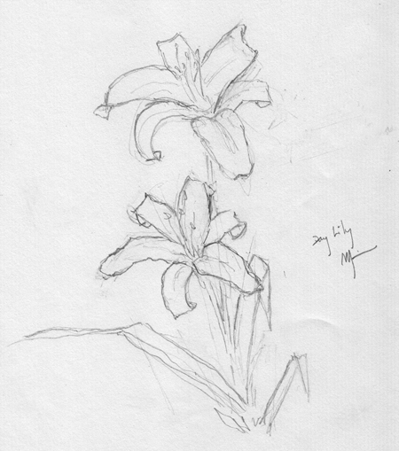 450x509 New Beginnings Pencil Sketch Of A Day Lily Michael Liebhaber - Lily Pencil Drawing