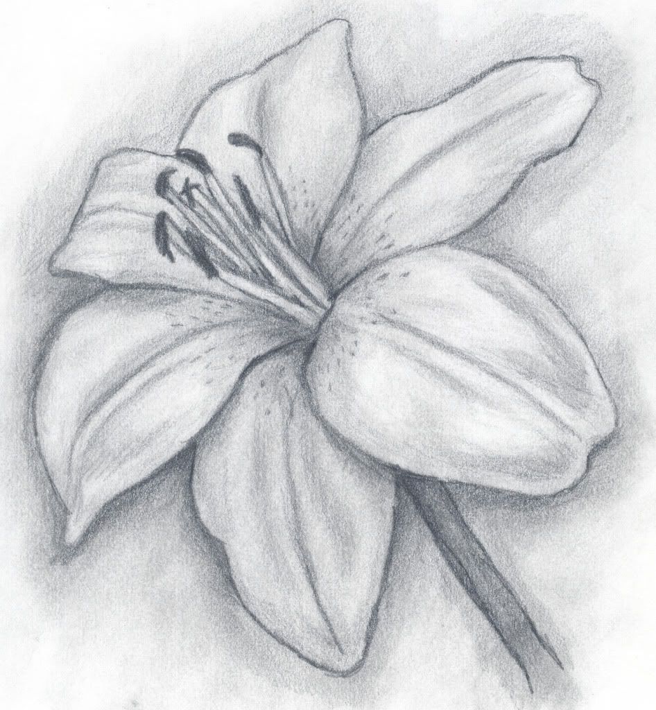 946x1024 Rose's Drawing Corner In Pencil - Lily Pencil Drawing