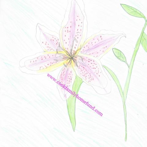 480x480 Tiger Lily Artist Pencil Drawing Cookfamilyhomefund - Lily Pencil Drawing