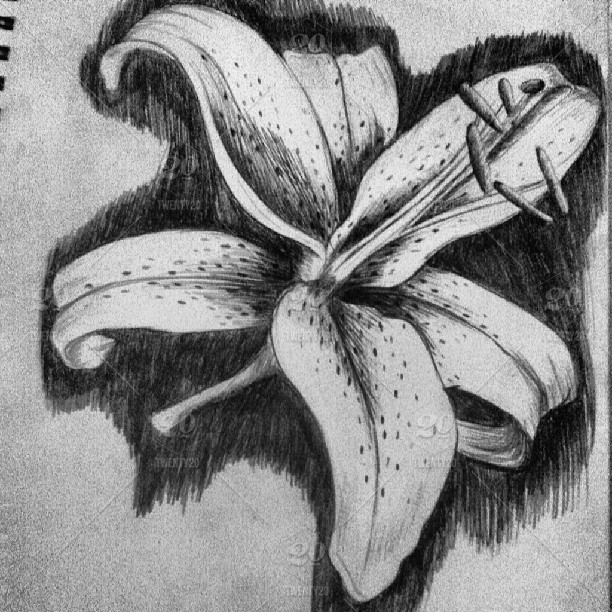 612x612 Tiger Lily Pencil Drawing Stock Photo - Lily Pencil Drawing