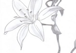 300x210 Sketch Of A Lily Flower Archives - Lily Pencil Drawing