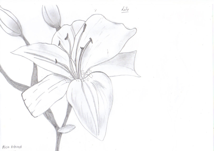 900x636 Lily Drawing Sketch For Free Download - Lily Pencil Drawing