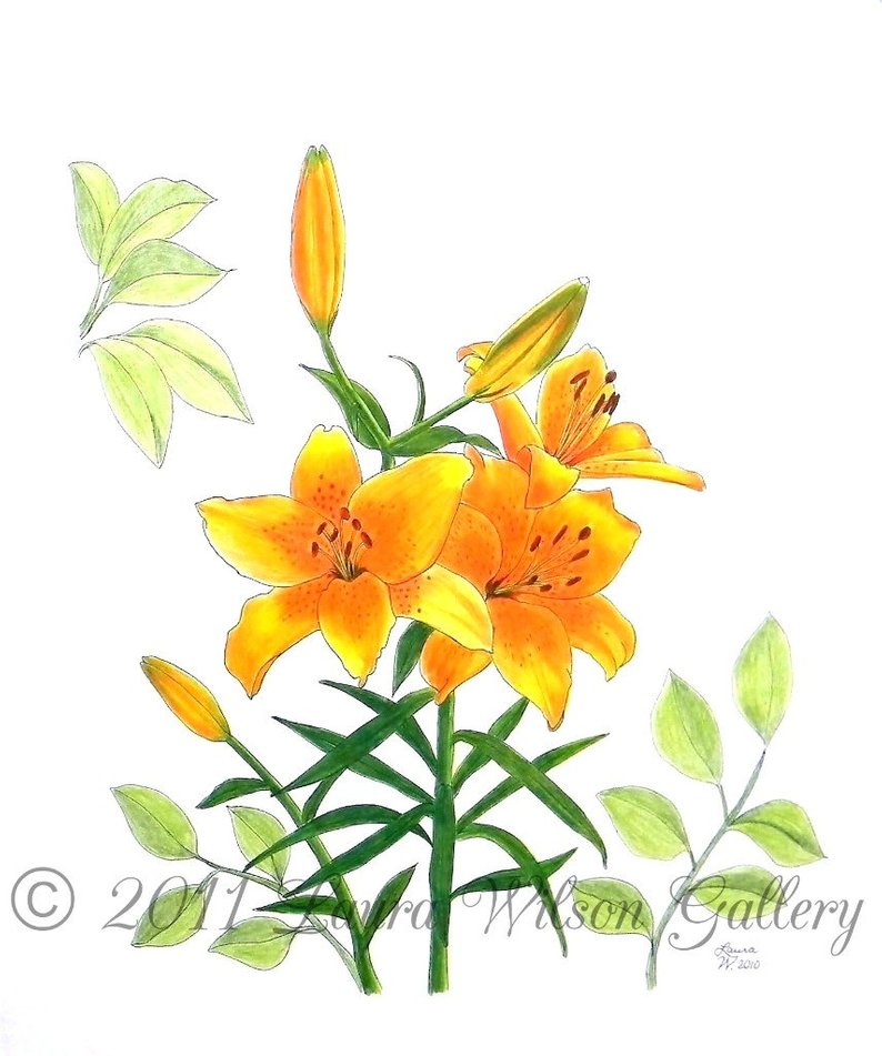 794x951 Asiatic Lily Original Pen And Colored Pencil Drawing Etsy - Lily Pencil Drawing