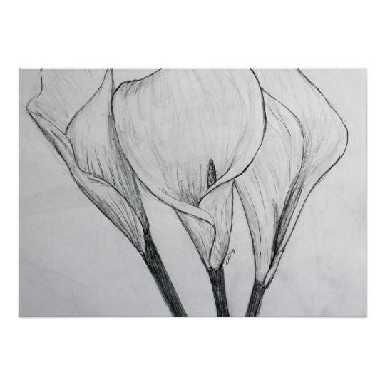 540x540 Calla Lilies Pencil Sketch Drawing Art Print - Lily Pencil Drawing