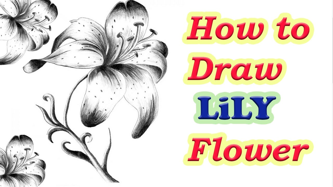 1280x720 How To Draw Lily Flower Step - Lily Step By Step Drawing