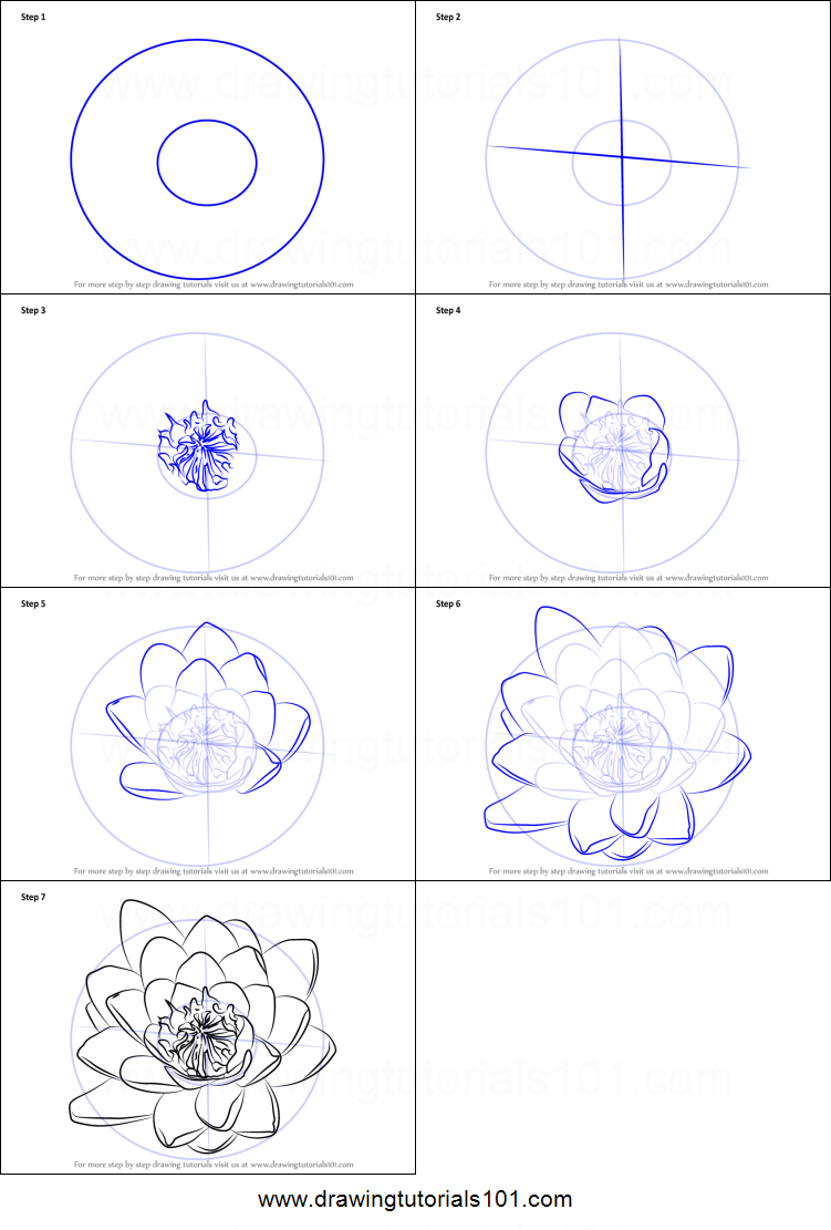 751x1111 How To Draw Water Lily Flower Printable Step - Lily Step By Step Drawing