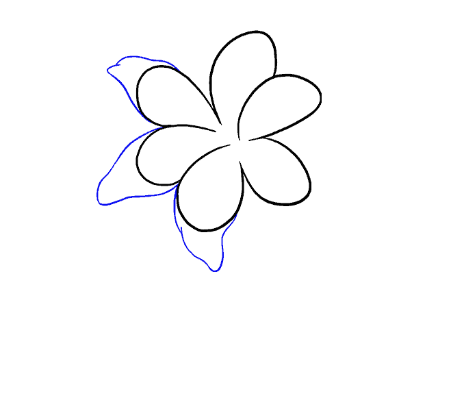 678x600 How To Draw A Lily Step - Lily Step By Step Drawing