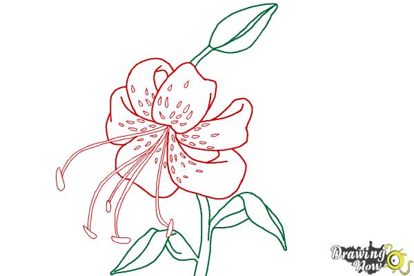 600x400 How To Draw A Tiger Lily - Lily Step By Step Drawing