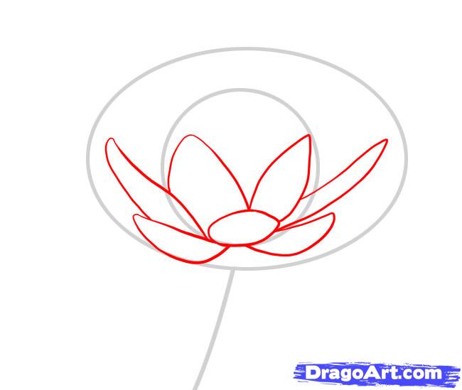650x549 How To Draw A Water Lily, Step - Lily Step By Step Drawing
