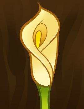 269x350 How To Draw How To Draw A Lily For Kids, Calla Lily - Lily Step By Step Drawing