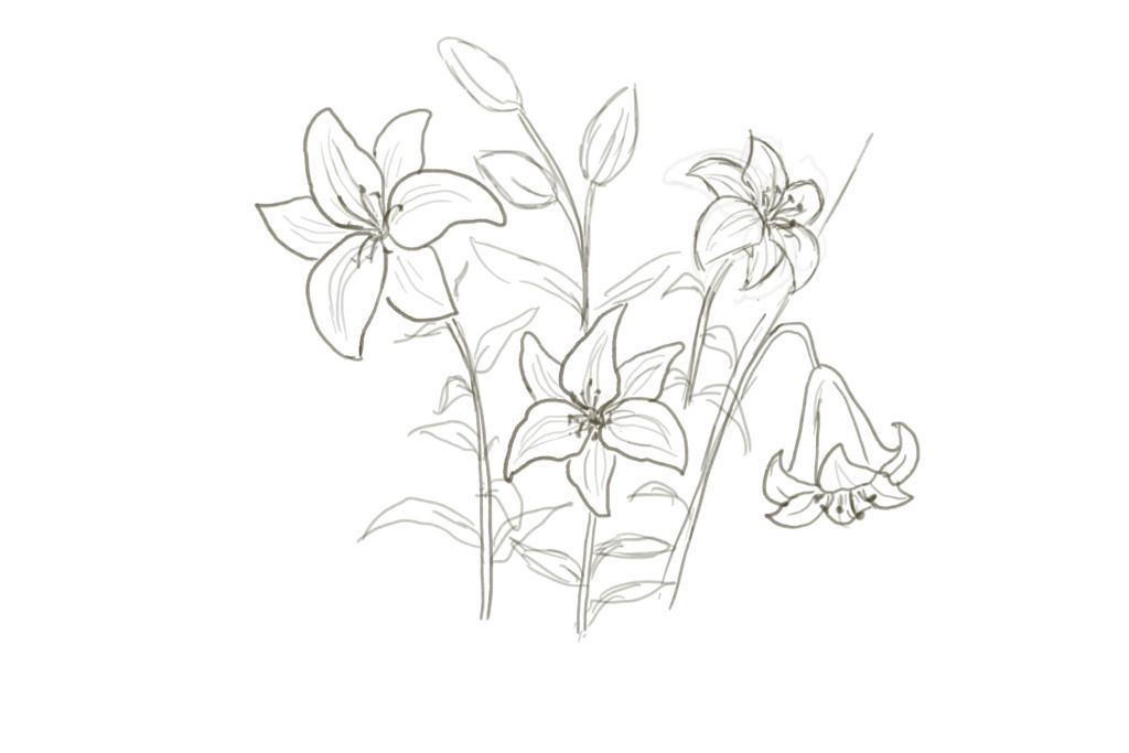 1024x683 How To Draw Lily Step - Lily Step By Step Drawing