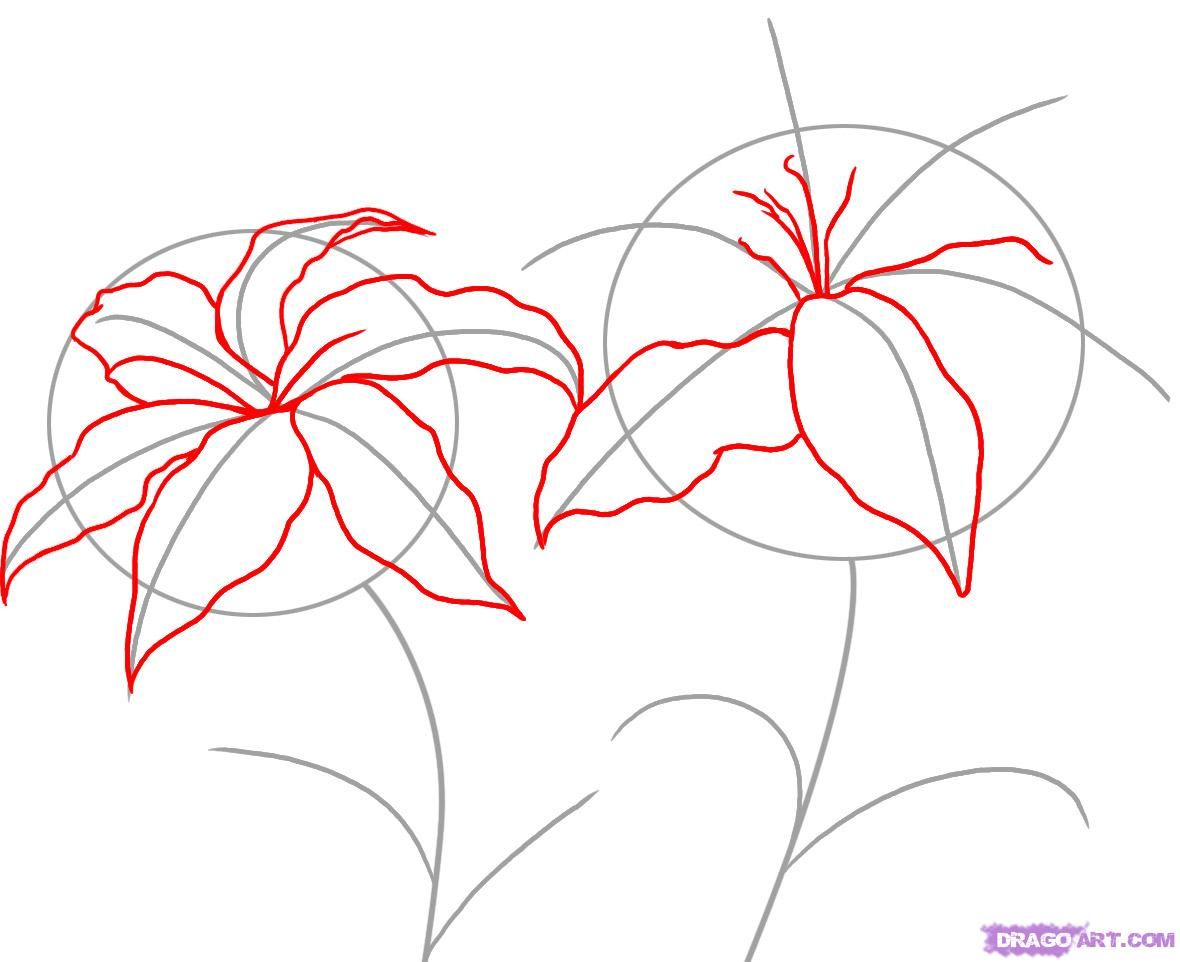 1180x962 Step - Lily Step By Step Drawing