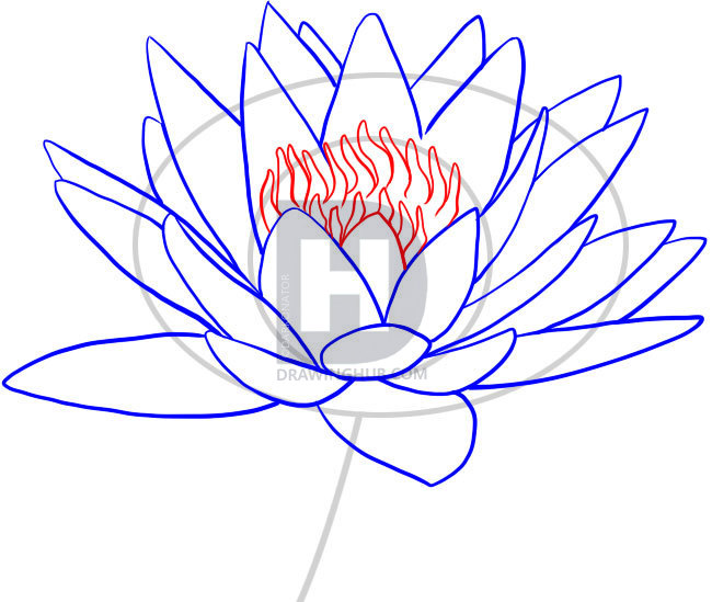 650x549 How To Draw A Water Lily, Step - Lily Step By Step Drawing