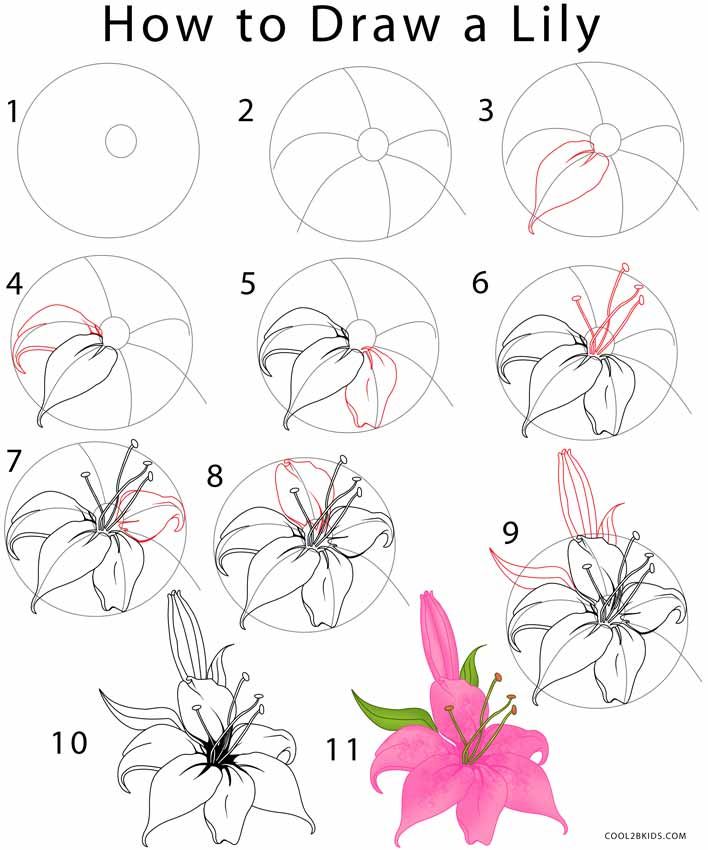 708x850 How To Draw Flowers Zentangle Patterns Drawings, Art, Cool - Lily Step By Step Drawing
