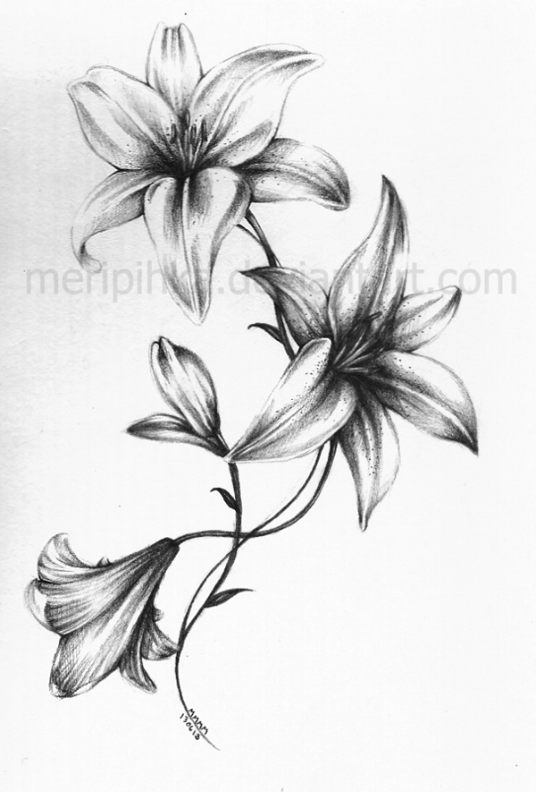 600x885 Lily Tattoo - Lily Tattoo Drawing